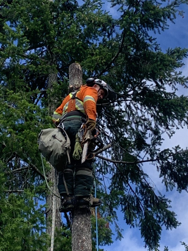 Coastal Arborist storm damage response & clean-up
