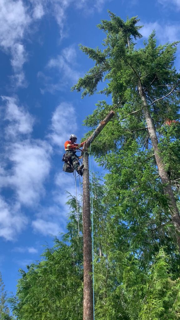 Tree removal and dismantling