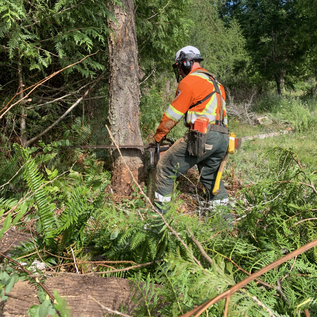 Forestry-certified utility arborist & production falling