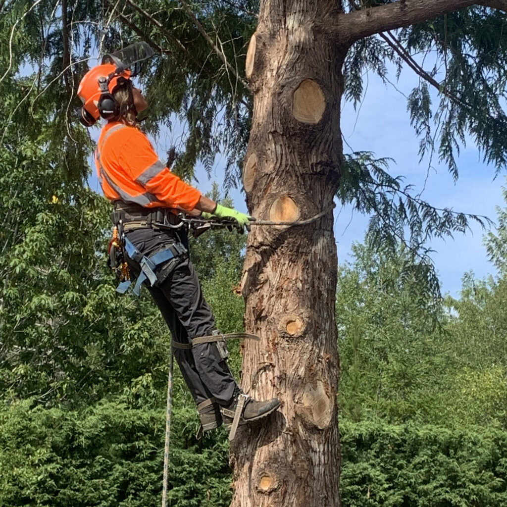 Coastal Arborist performing tree pruning